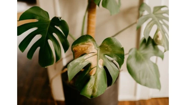 5. Why Does My Swiss Cheese Plant (Monstera Deliciosa) Have Yellow Leaves1