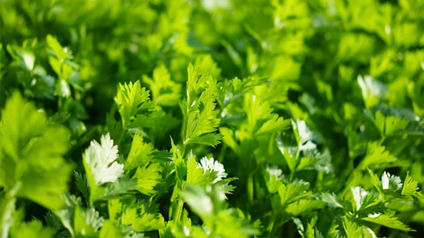 13 Best Companion Plants For Celery - Best & Worst Plant for Celery