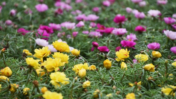 35 Recommended Daisy-Like Flowers for Your Garden In 2023