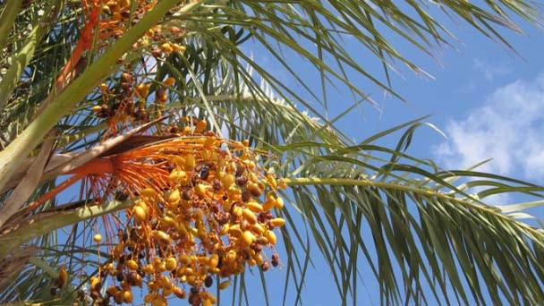 Are Palm Trees Native to California - Common Types of Palm Trees