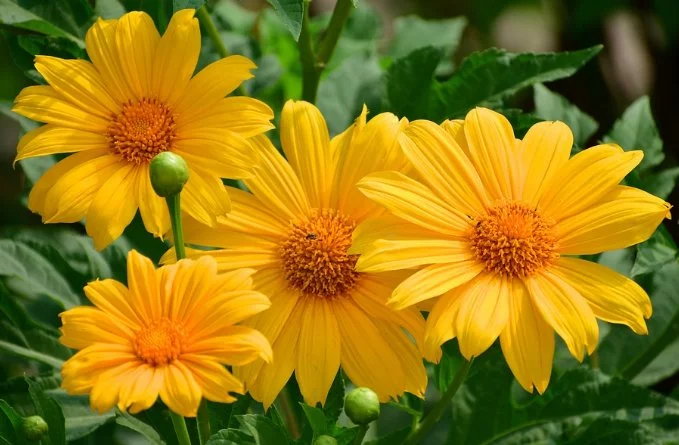 26. Mexican Sunflower