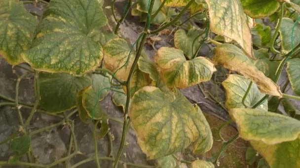 Why Your Cucumber Leaves Are Turning Yellow - Reasons & How to Solve