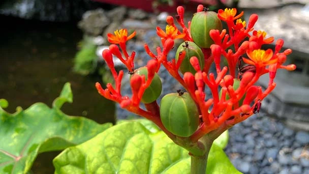 How to Grow & Care for Buddha Belly Plants (Jatropha Podagrica)