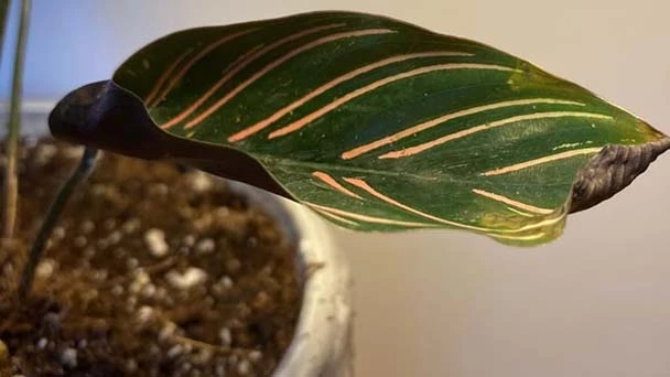Calathea Leaves Curling: 6 Common Reasons and How to Fix