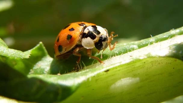 Do Ladybugs Eat Spider Mites - Check Our Pest Control Methods