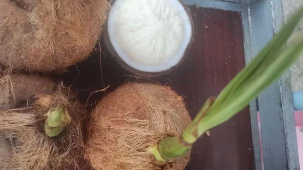 What is Coconut Sprouts - is It Safe to Eat?
