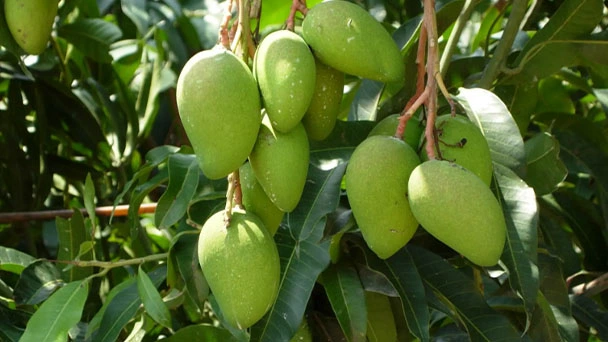 How to Grow & Care for Dwarf Mango Tree