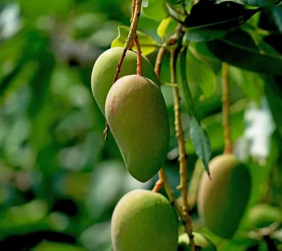 9. How to Grow & Care for Dwarf Mango Tree2