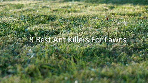 8 Best Ant Killers for Lawns - How to Get Rid of Ants in Your Yard