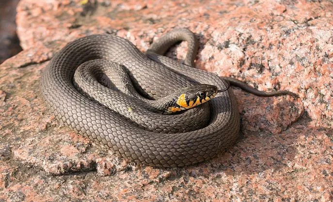 15. How to Keep Snakes Away From Your Yard2