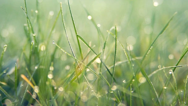 When to Fertilize Your Lawn - What Do You Need