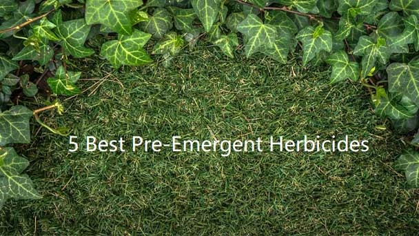 5 Best Pre-Emergent Herbicides in 2023 - How to Use