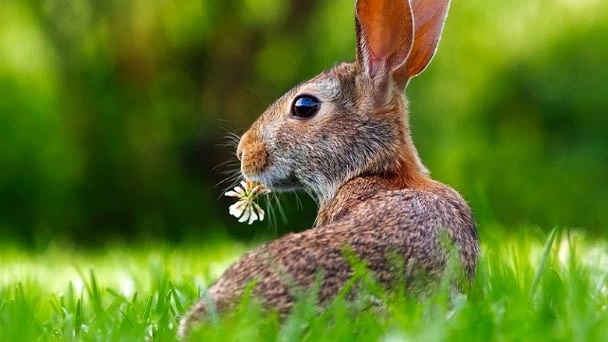 How to Get Rid of Rabbits in the Garden With Simple Ways