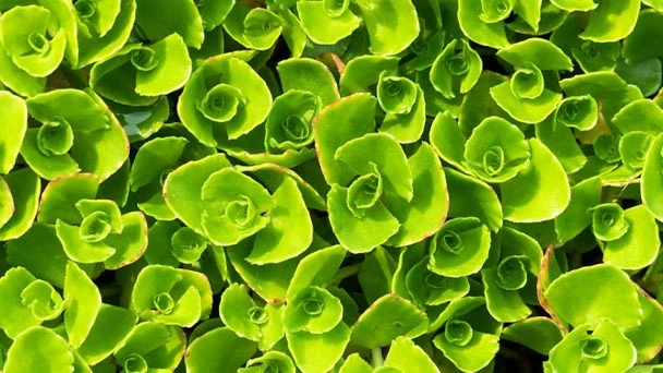10 Best Ground Cover Plants for Shade in Your Yard in 2023