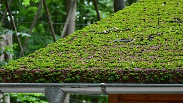 How to Remove Moss from Your Roof - Quick & Safe Methods