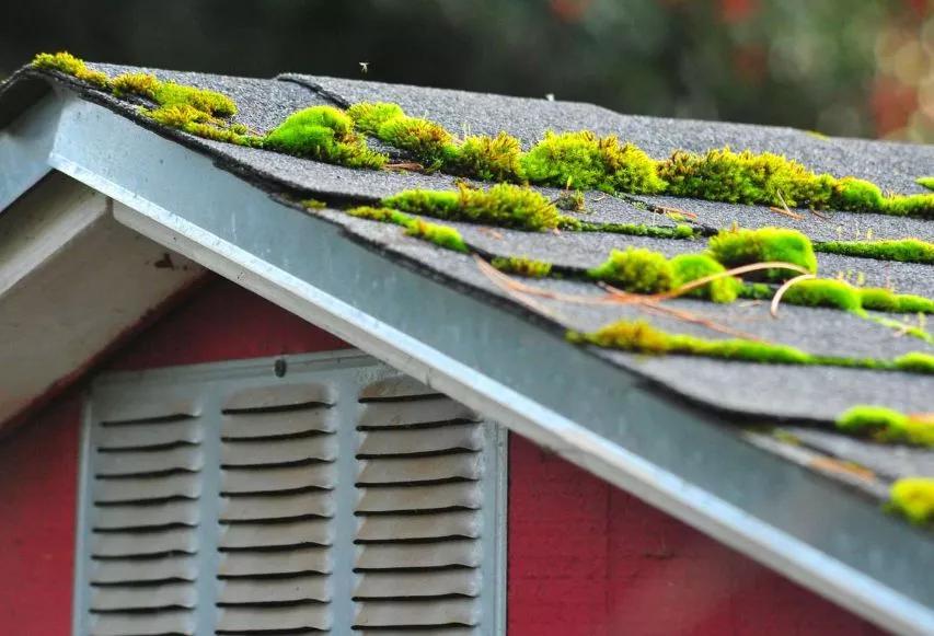 1. How to Remove Moss from Your Roof2