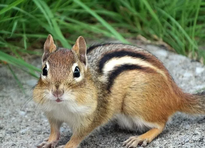 11. How to Keep Chipmunks Away From Garden2