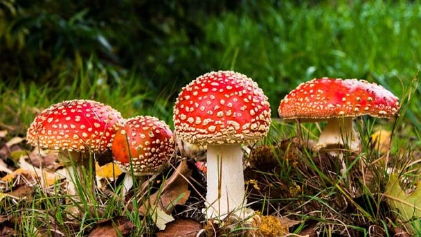 How to Get Rid of Mushrooms in Your Garden - 6 Ways to Try