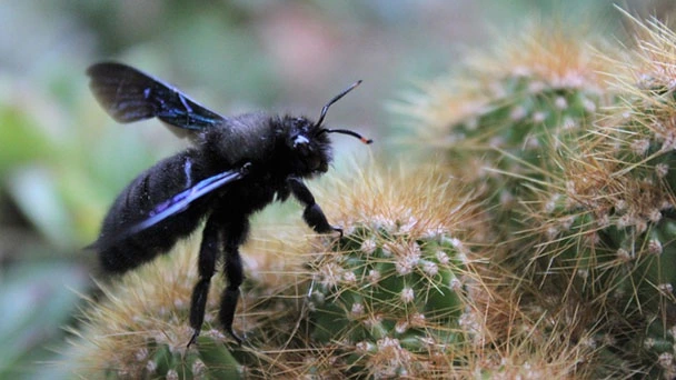 How To Get Rid Of Carpenter Bees - What Is The Best Deterrent