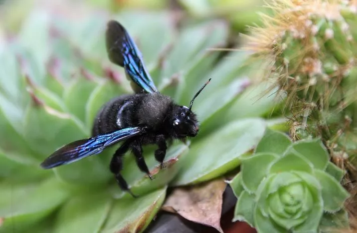 14. How To Get Rid Of Carpenter Bees2