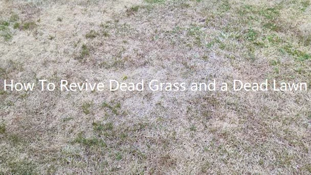 How To Revive Dead Grass and a Dead Lawn - What to Avoid