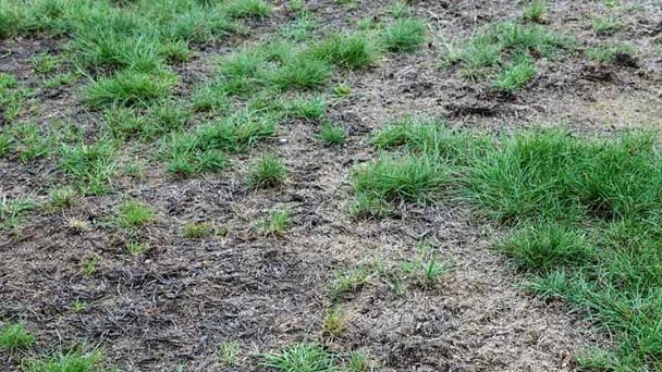 2. How To Revive Dead Grass and a Dead Lawn2