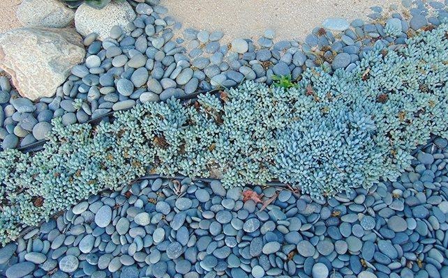 Rainforest Mexican Beach Pebbles
