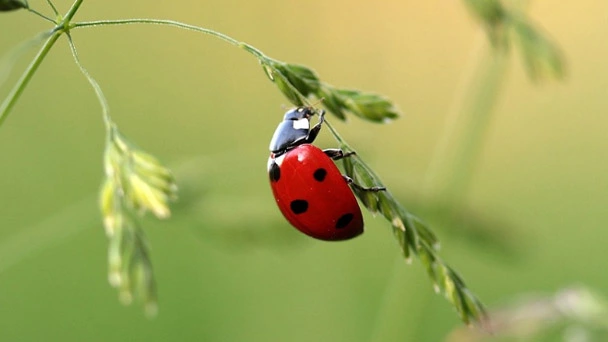 How to Get Rid of Beetles in Your Garden & Yard - 2023 Guide