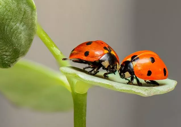 8. How to Get Rid of Beetles in Your Garden2