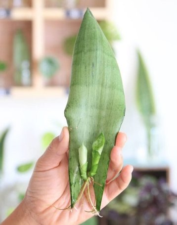 1. How to Reroot A Snake Plant2_1_11zon