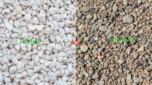 Pumice vs Perlite - Which is Better for Plant Growing?
