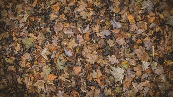 How to Get Rid of Leaves Without Raking - 14 Tips to Deal with