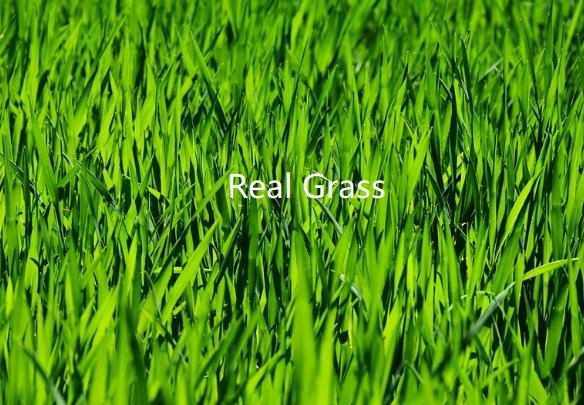15. Real Grass