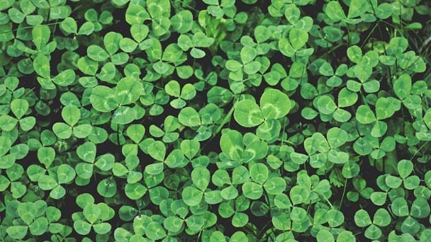 When to Plant Clover - Fall or Spring?