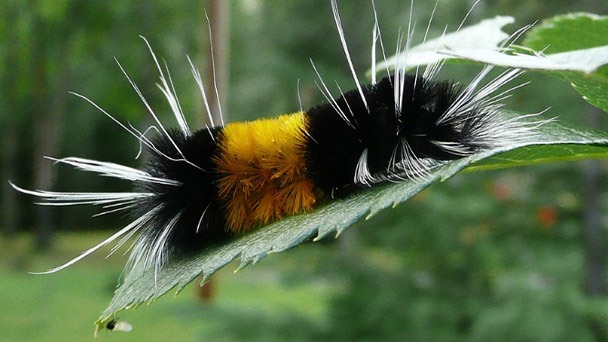 Are Black Caterpillars Poisonous - How to Get Rid of Them