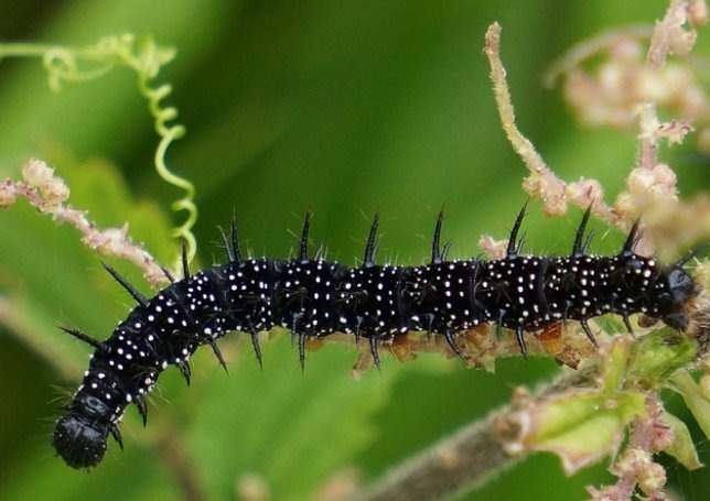 18. Are Black Caterpillars Poisonous