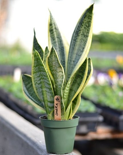 2. What Are the Benefits of Snake Plants