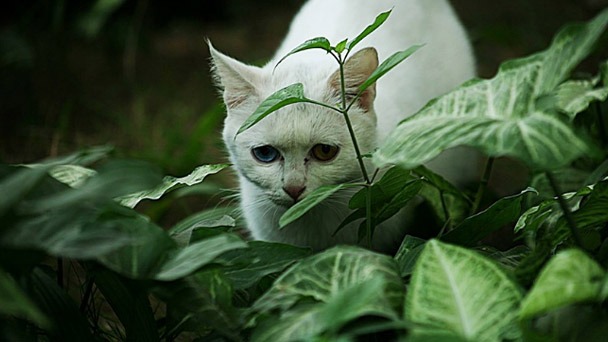 Is Snake Plant Poisonous to Cats - How to Prevent