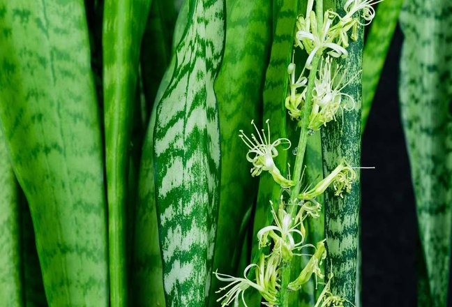 4. How to Get a Snake Plant to Bloom
