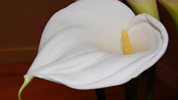 12 Amazing Peace Lily Benefits to Keep Your Garden Fresh!