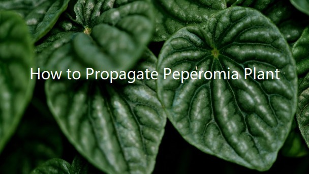 How to Propagate Peperomia Plant With 3 Simple Ways