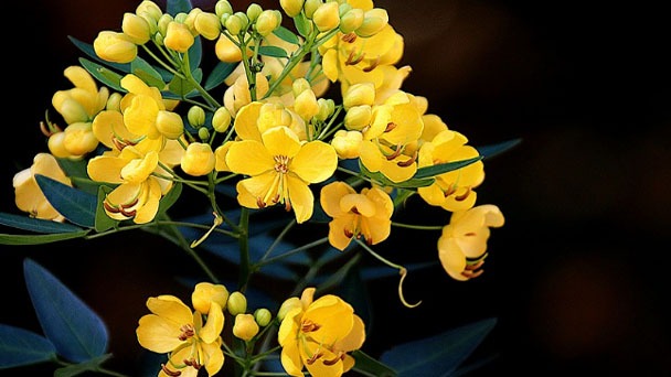What is Senna Plant - Learn More About Wild Senna Plants
