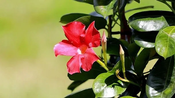Rio Dipladenia Plant Care - When Does It Bloom