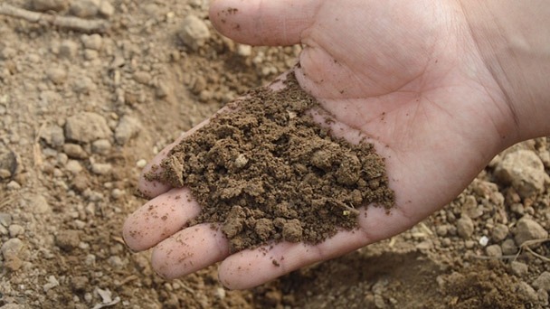 How to Choose the Best Soil for Your ZZ Plant - The Best Soil Mix