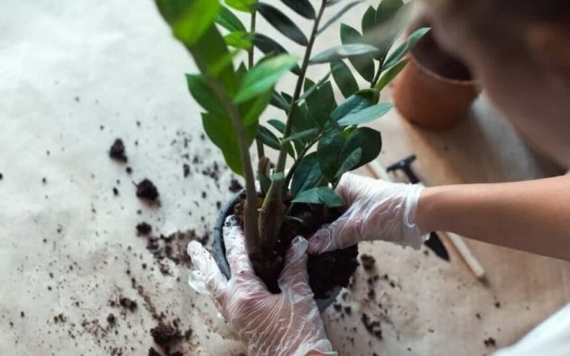 How to Choose the Best Soil for Your ZZ Plant