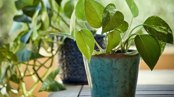 What Is The Best Soil Mix For Pothos Plants - How to Choose