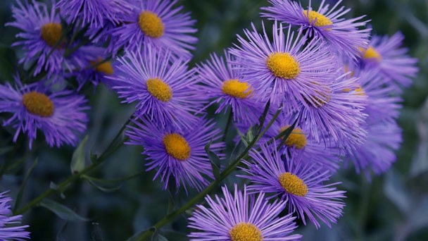 Heath Aster Plant Care - Tips for Growing Heath Asters
