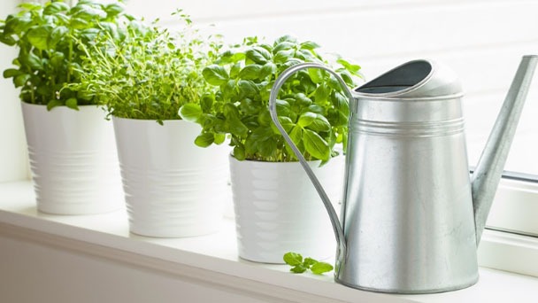 How Often Should You Water Basil - Frequency & How Much to Water