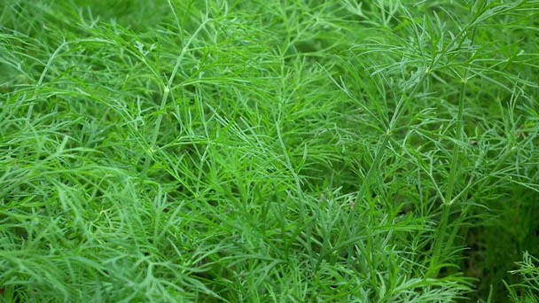 7 Best Companion Plants for Dill - What To Avoid When Planting