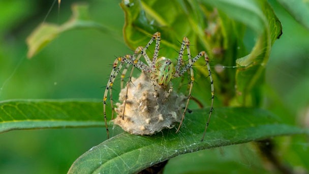 Spider Eggs in Plant Soil - How to Remove Them Quickly